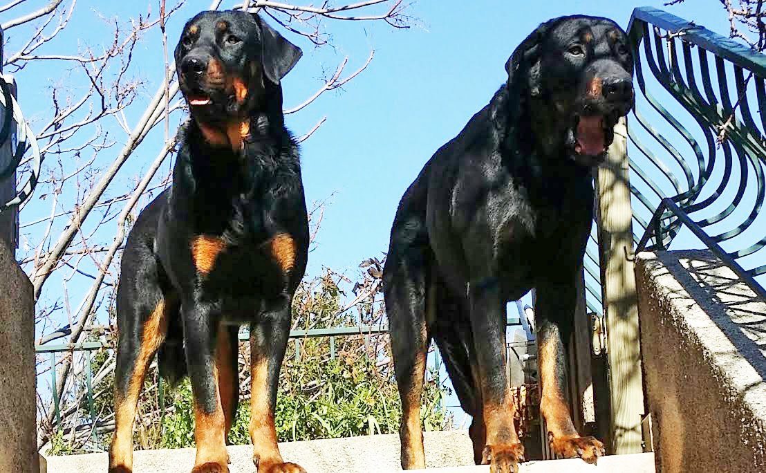 domainedelalicorne.fr Elevage de beauceron chiot beauceron pure race élevage du clos de la licorne elevage des gardiens de la licorne elevage beauceron noir et feu authentique gros gabarits élevage de Beauceron familial sérieux et qualité domainedelalicorne.fr suivi des chiots conseil d’éducation chiot propre bas rouge santé caractère spécialiste du beauceron noir et feu ou arlequin chien rustique berger de France  nos chiots sont élevés avec amour et attention notre passion au service de la qualité Beauceron de qualité et sportif domaine de la licorne 04380 BARRAS élevage en liberté éleveur berger de beauce élevage de beauceron de travail 